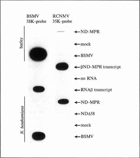 Slot Blot Protocolo De Rna