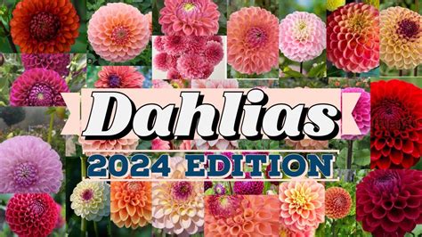 Slot De Dahlia 2024