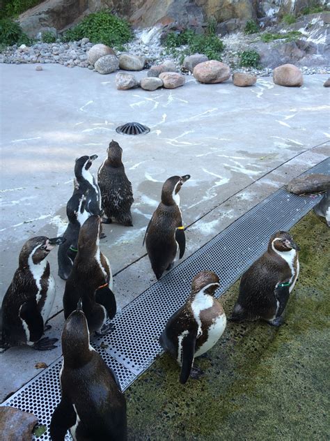 Slottsskogen Pinguins
