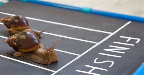 Snail Race Pokerstars