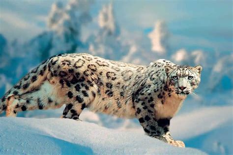 Snow Leopard Bwin