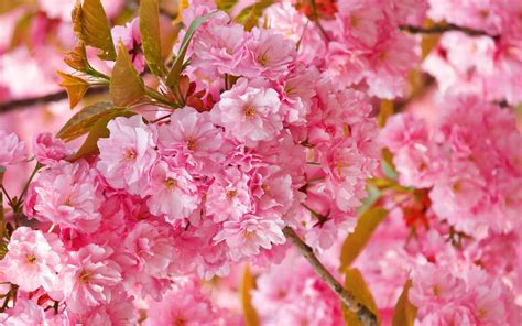 Spring Blossom Betano