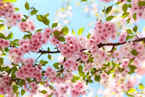 Spring Blossom Betsul