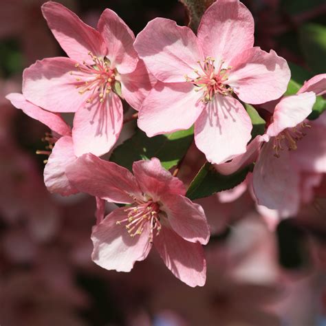 Spring Blossom Betsul