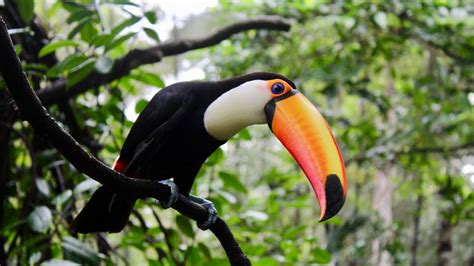 Tall Toucan Tree Betsson