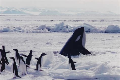 The Orca The Iceberg And The Penguin Sportingbet