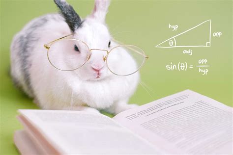The Smart Rabbit Betsul