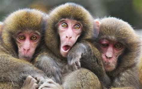 Three Monkeys Novibet