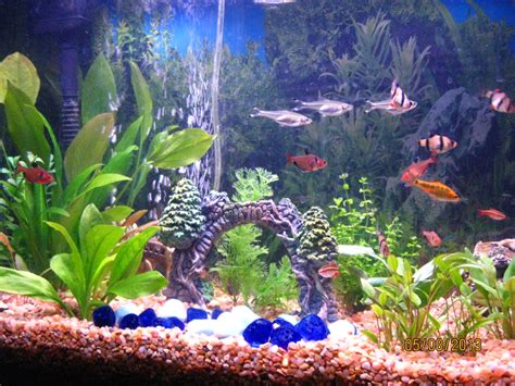 Tropical Aquarium Sportingbet