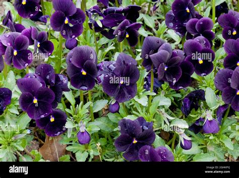 Viola Blackjack Sementes