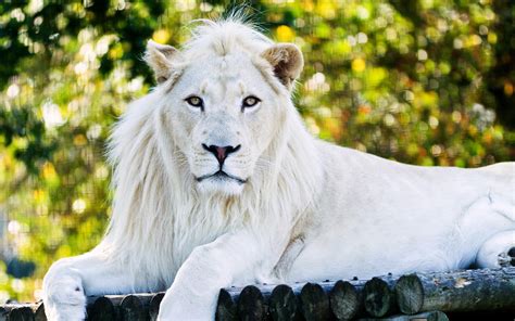 White Lion Brabet