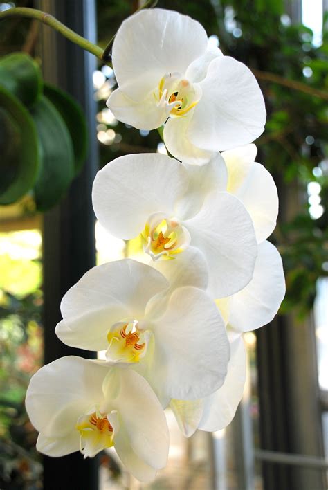 White Orchid Bwin