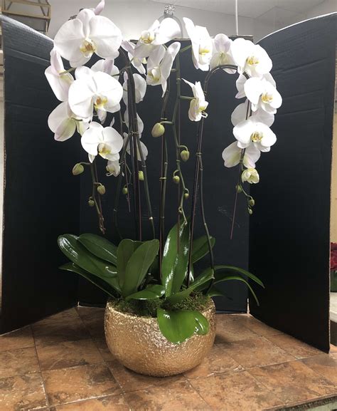 White Orchid Parimatch