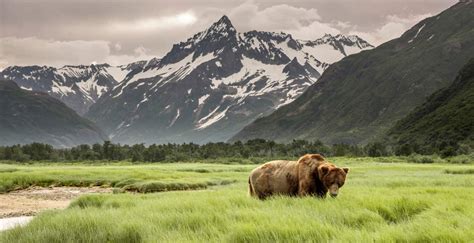 Wild Alaska Brabet