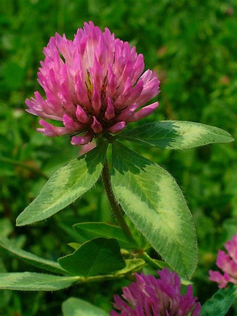 Wild Clover Brabet