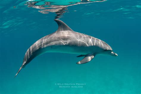 Wild Dolphin Parimatch