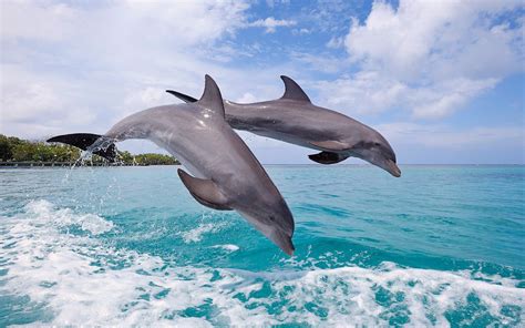 Wild Dolphins Leovegas