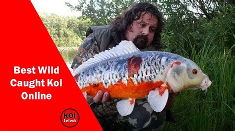 Wild Koi Betsson