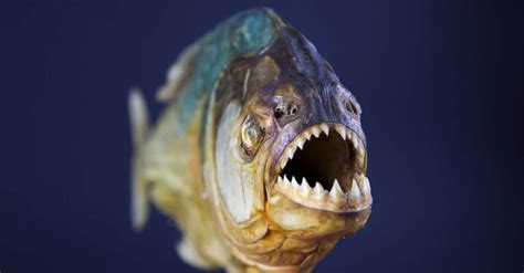 Wild Piranha Betano