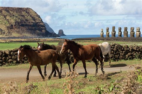 Wild Rapa Nui Betsul