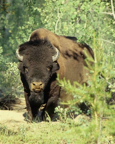 Wild Wood Buffalo Bwin