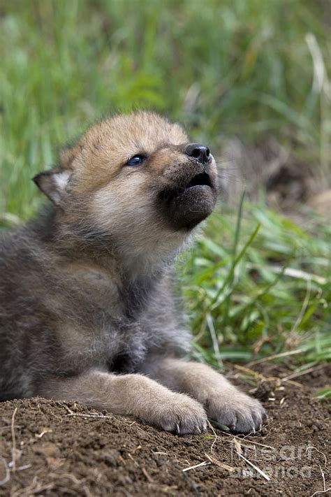 Wolf Cub Parimatch