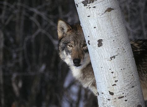 Wolf Hiding Betsul
