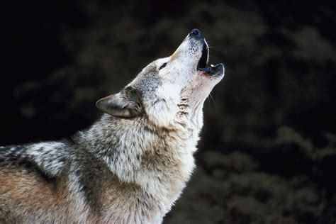 Wolf Howl Netbet
