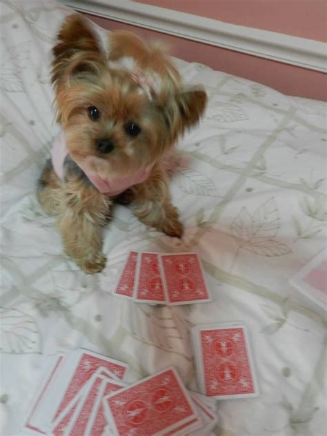 Yorkshire Terrier Poker